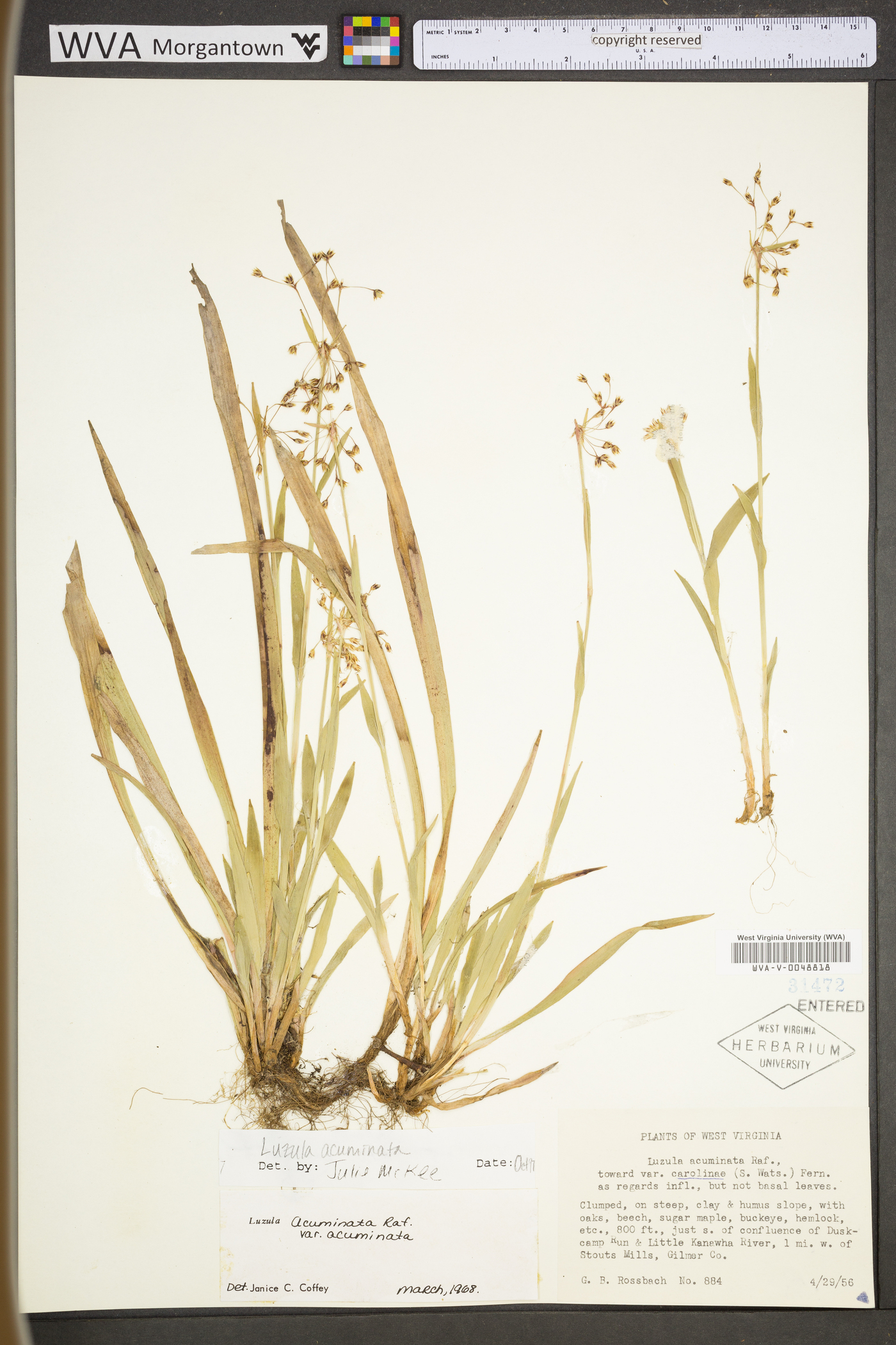 Luzula acuminata var. acuminata image