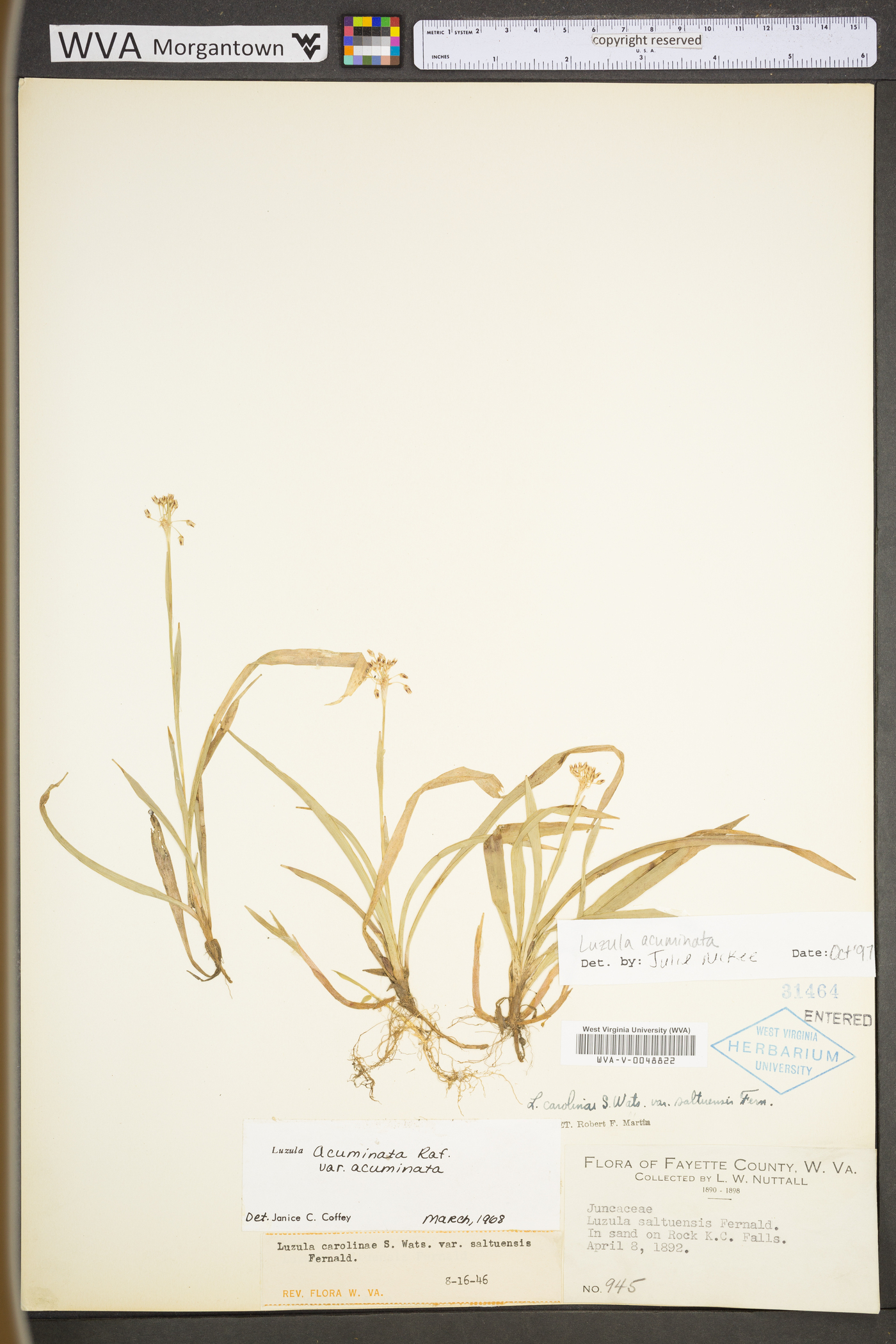 Luzula acuminata var. acuminata image