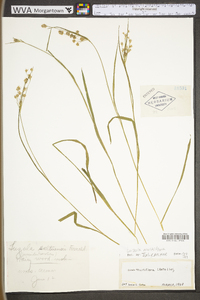 Luzula multiflora image