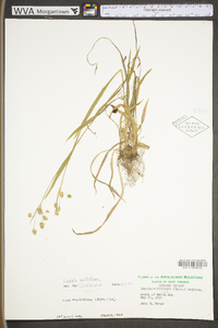 Luzula multiflora subsp. multiflora var. multiflora image