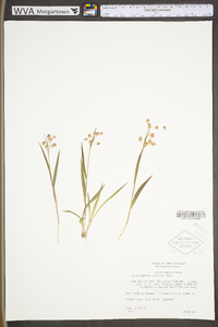 Luzula multiflora subsp. multiflora var. multiflora image
