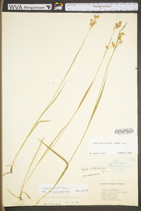 Luzula multiflora subsp. multiflora var. multiflora image