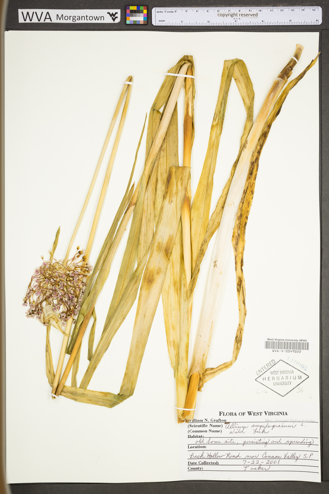 Allium ampeloprasum var. ampeloprasum image