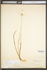 Allium canadense var. canadense image