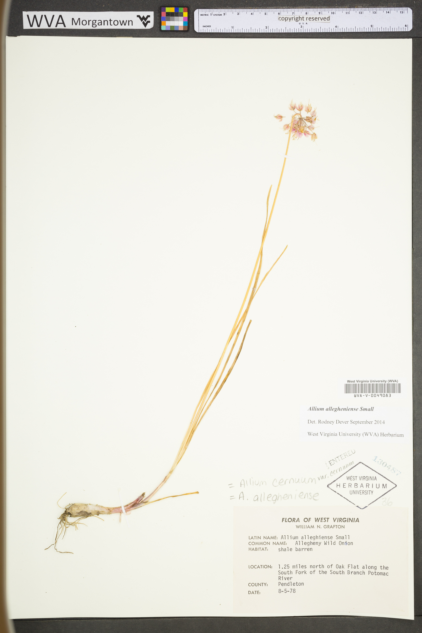 Allium allegheniense image