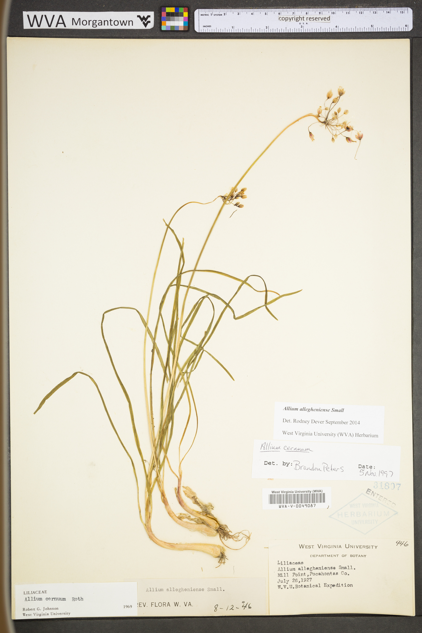 Allium allegheniense image