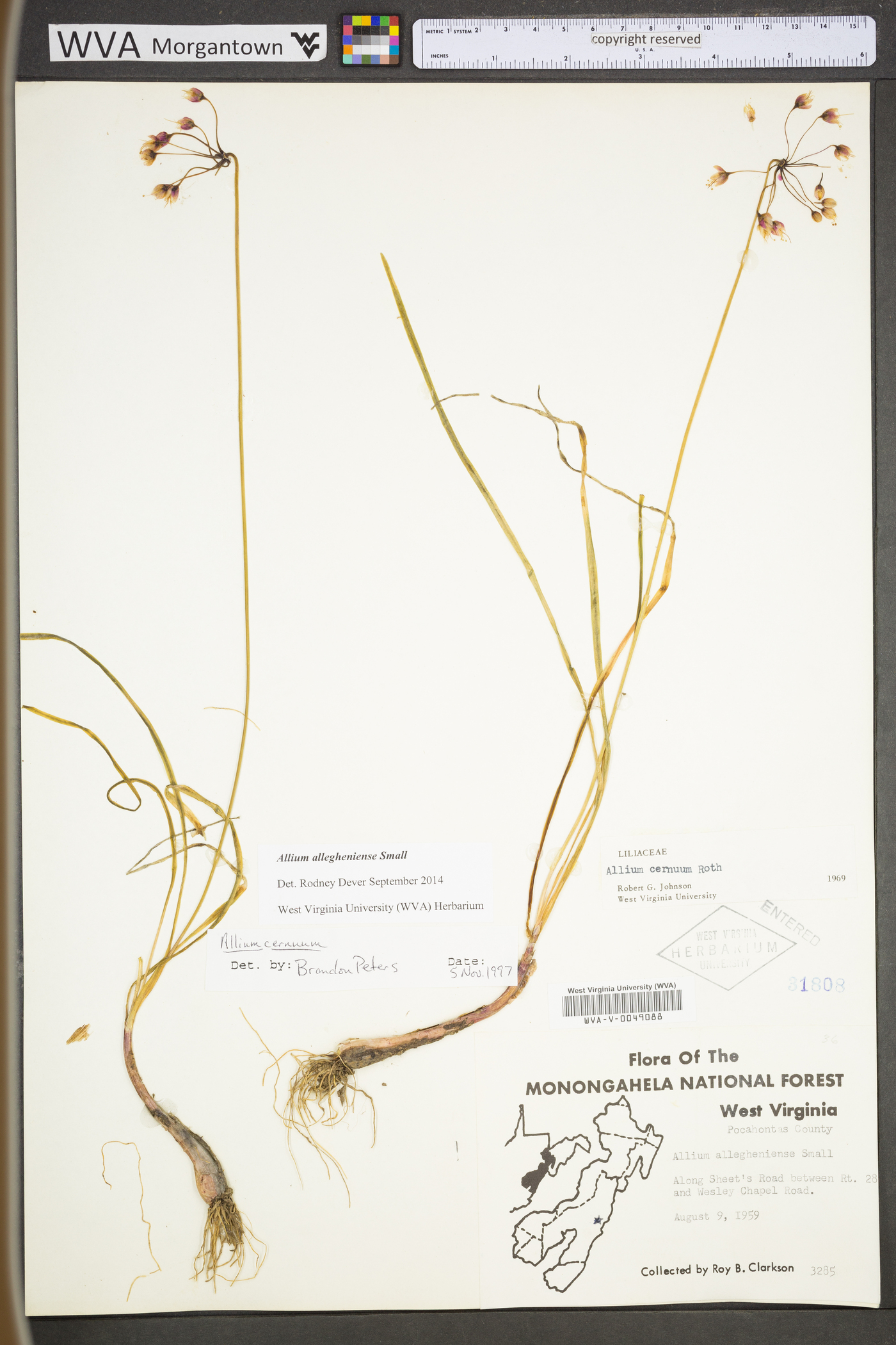 Allium allegheniense image