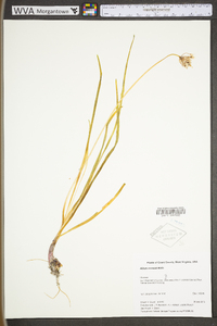 Allium cernuum image