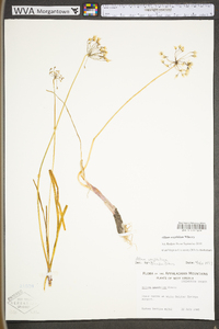 Allium oxyphilum image