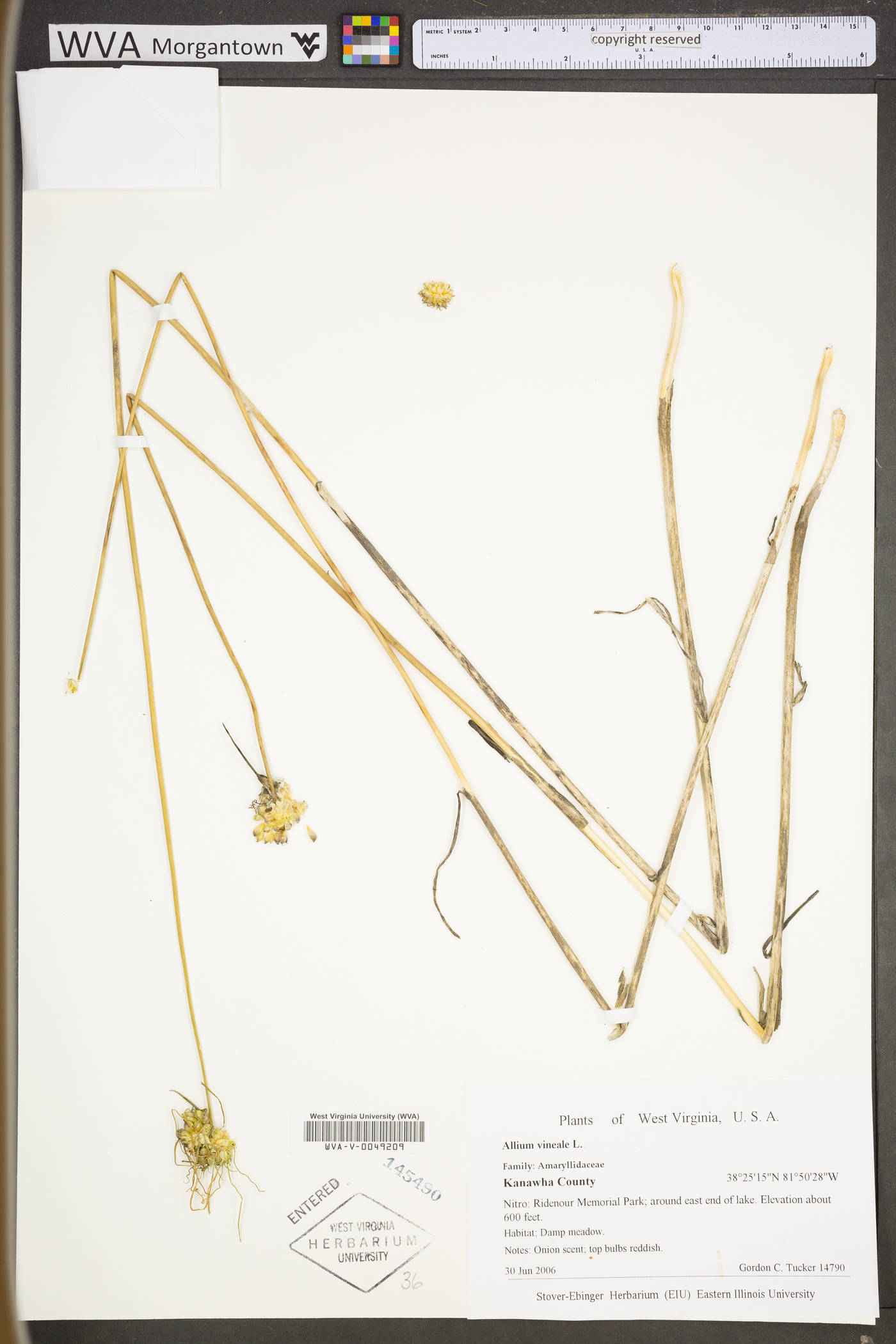 Allium vineale subsp. vineale image