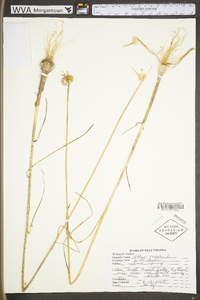 Allium vineale subsp. vineale image