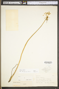 Allium vineale subsp. vineale image