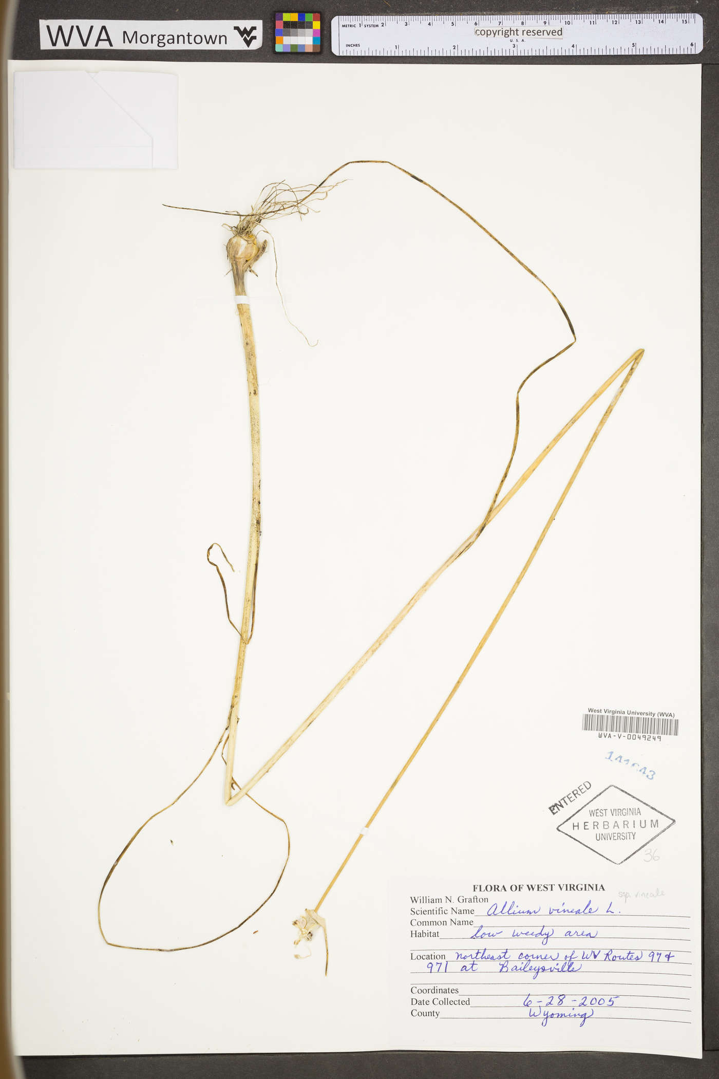 Allium vineale subsp. vineale image