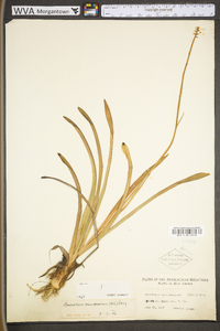 Amianthium muscitoxicum image