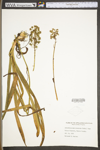 Amianthium muscitoxicum image