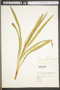 Amianthium muscitoxicum image