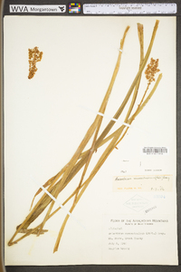 Amianthium muscitoxicum image