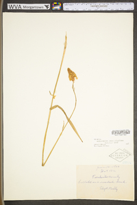 Amianthium muscitoxicum image