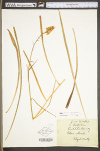 Amianthium muscitoxicum image