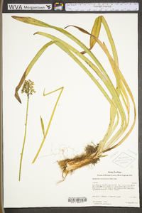 Amianthium muscitoxicum image