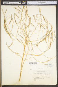 Asparagus officinalis image