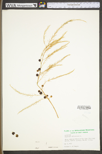 Asparagus officinalis image