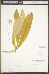 Clintonia umbellulata image