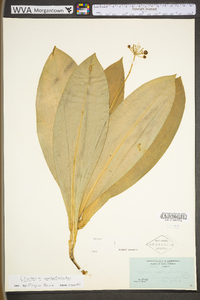 Clintonia umbellulata image