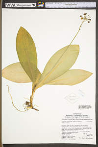 Clintonia umbellulata image