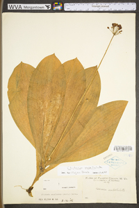 Clintonia umbellulata image