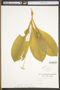 Clintonia umbellulata image