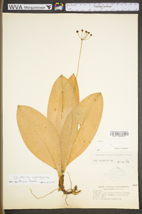 Clintonia umbellulata image