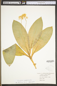 Clintonia umbellulata image