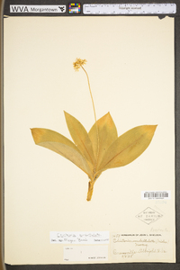 Clintonia umbellulata image