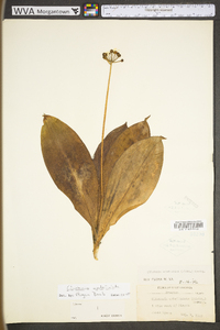 Clintonia umbellulata image