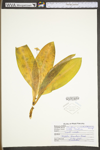Clintonia umbellulata image