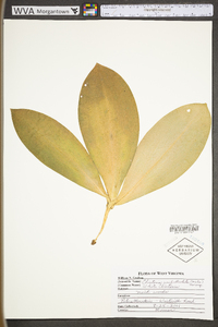 Clintonia umbellulata image
