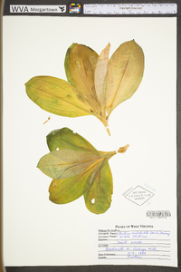 Clintonia umbellulata image