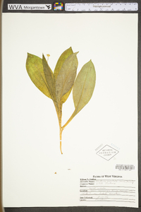 Clintonia umbellulata image
