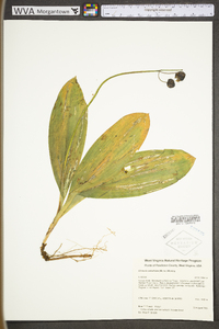 Clintonia umbellulata image