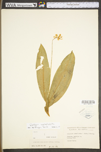 Clintonia umbellulata image