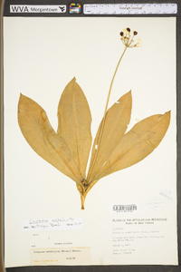 Clintonia umbellulata image