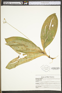 Clintonia umbellulata image