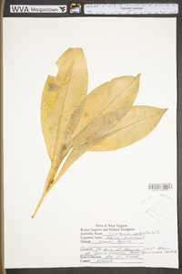 Clintonia umbellulata image