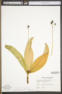 Clintonia borealis image