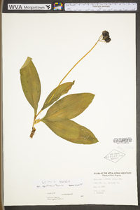 Clintonia borealis image