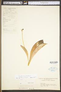 Clintonia borealis image