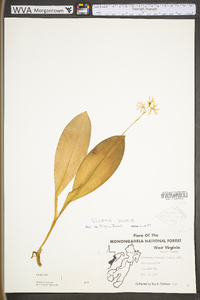 Clintonia borealis image