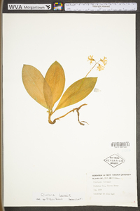 Clintonia borealis image