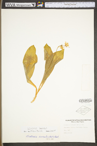 Clintonia borealis image